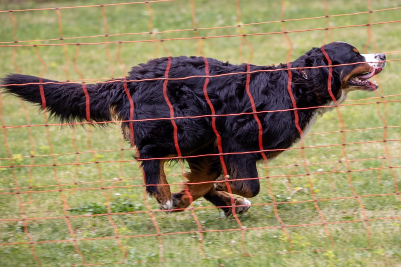 2025-05-29 Hunderennen 091