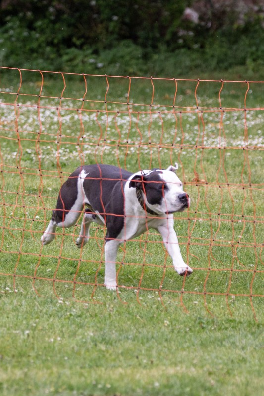 2025-05-29 Hunderennen 092