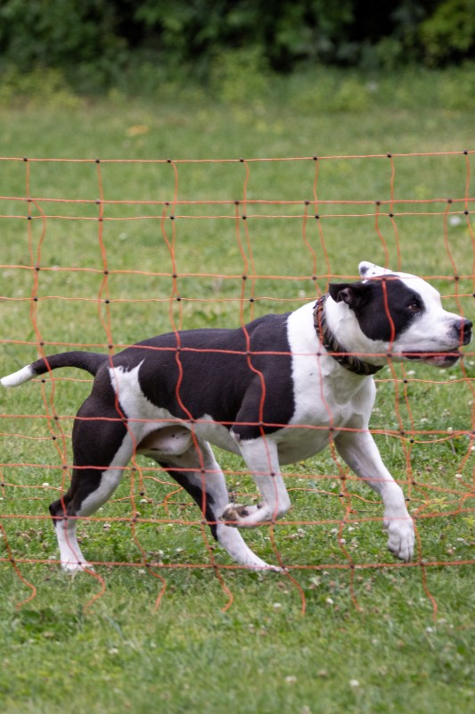 2025-05-29 Hunderennen 093