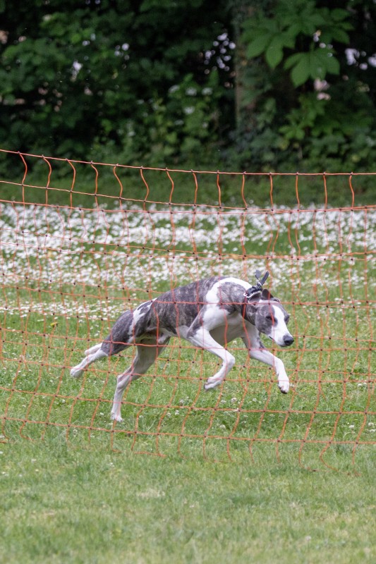 2025-05-29 Hunderennen 094