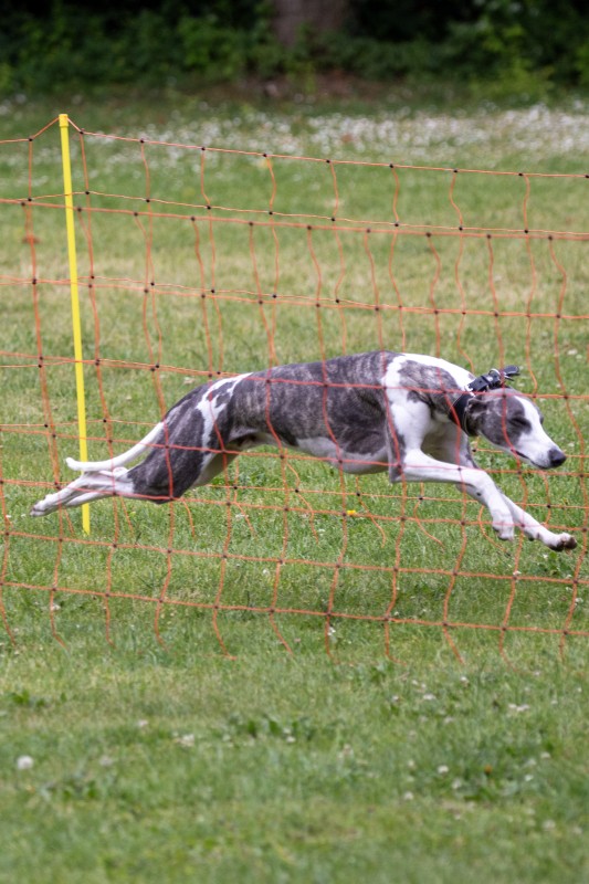 2025-05-29 Hunderennen 095