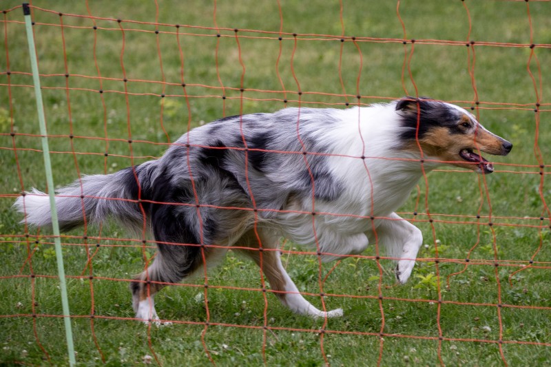 2025-05-29 Hunderennen 096