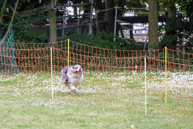 2025-05-29 Hunderennen 097