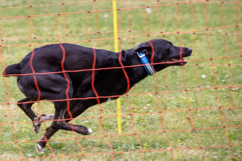 2025-05-29 Hunderennen 099
