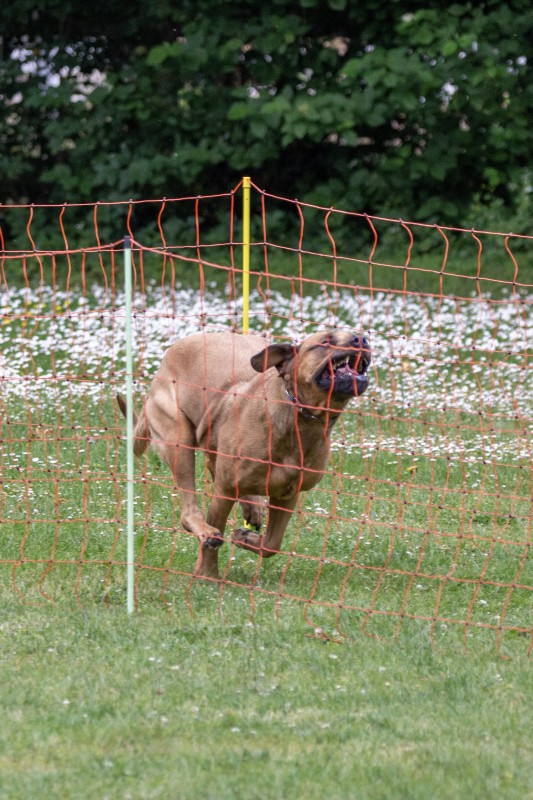 2025-05-29 Hunderennen 100