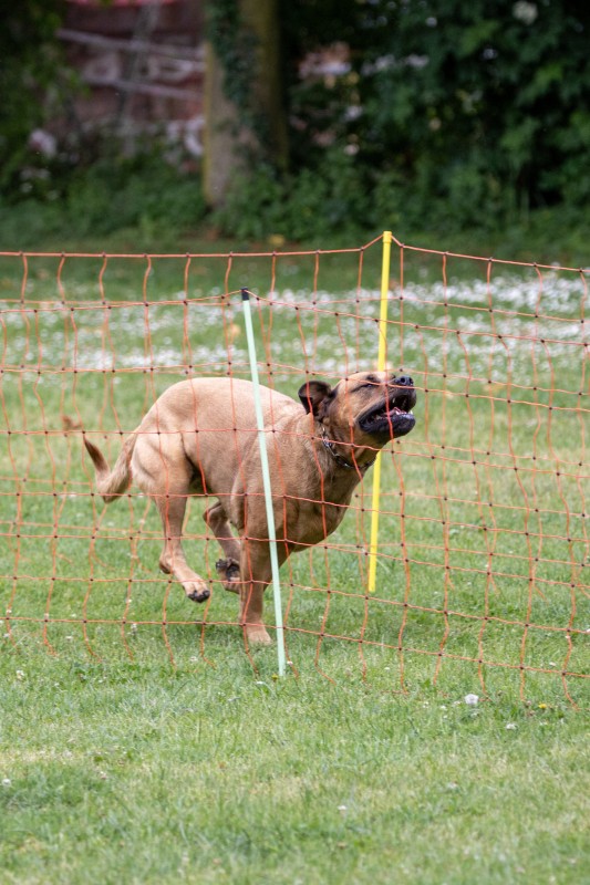 2025-05-29 Hunderennen 101
