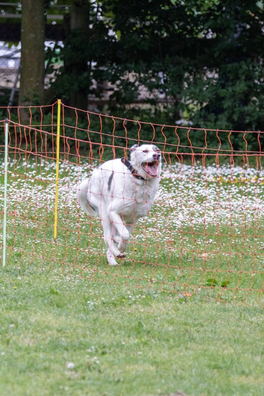 2025-05-29 Hunderennen 103