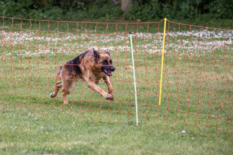 2025-05-29 Hunderennen 104