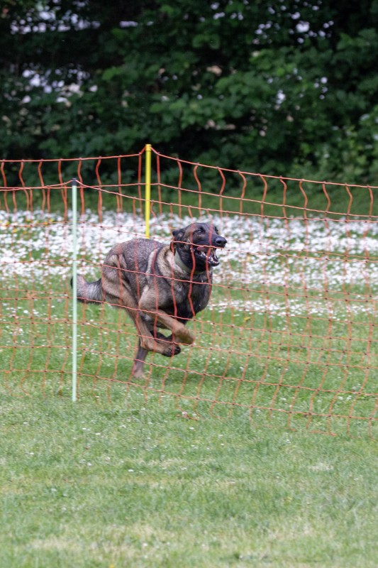 2025-05-29 Hunderennen 105