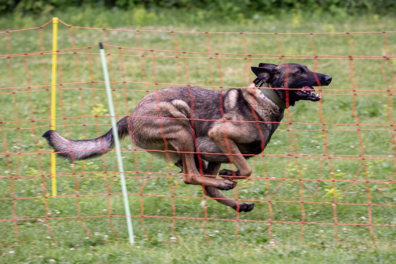 2025-05-29 Hunderennen 106