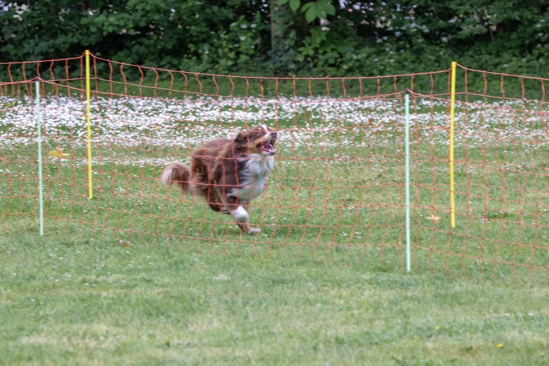 2025-05-29 Hunderennen 107