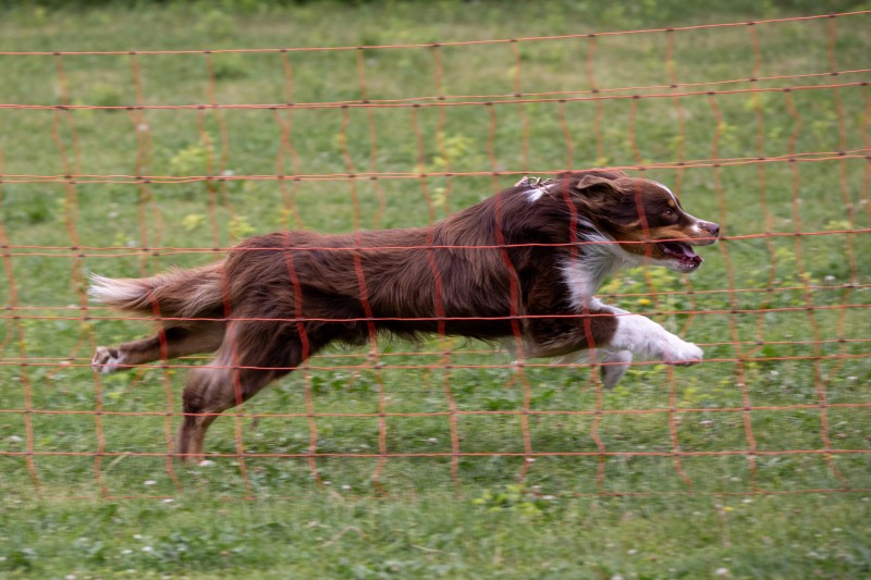 2025-05-29 Hunderennen 108