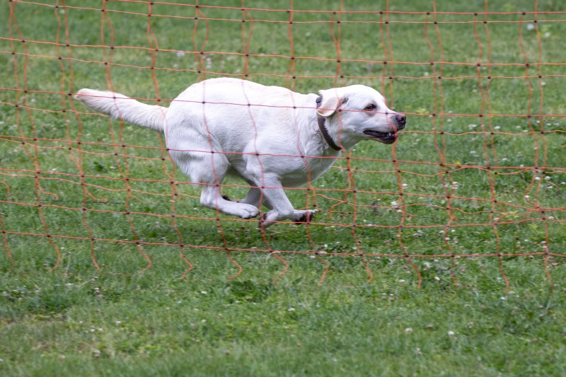 2025-05-29 Hunderennen 109