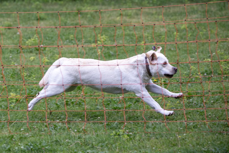 2025-05-29 Hunderennen 110