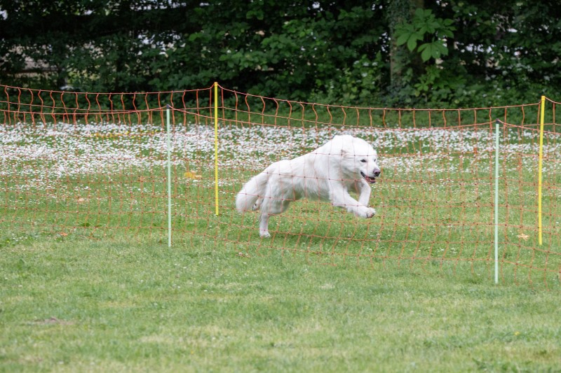 2025-05-29 Hunderennen 111