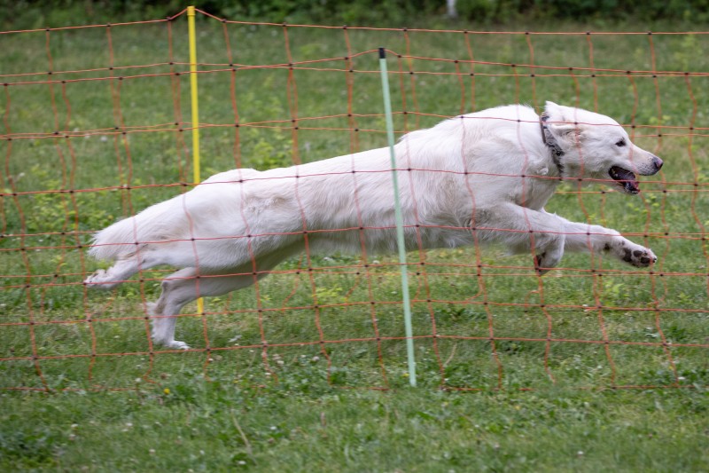2025-05-29 Hunderennen 112