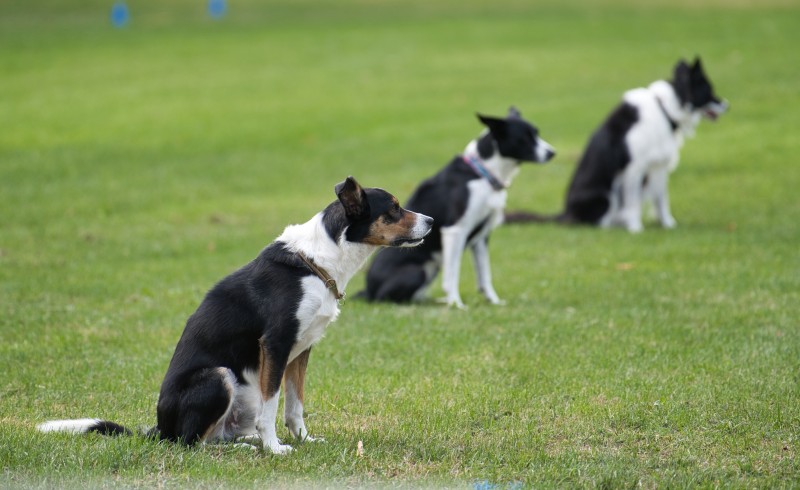 2026-09-05 Obedience Kreismeisterschaft 04