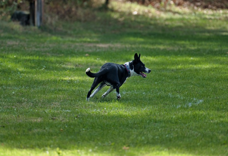 2026-09-05 Obedience Kreismeisterschaft 09