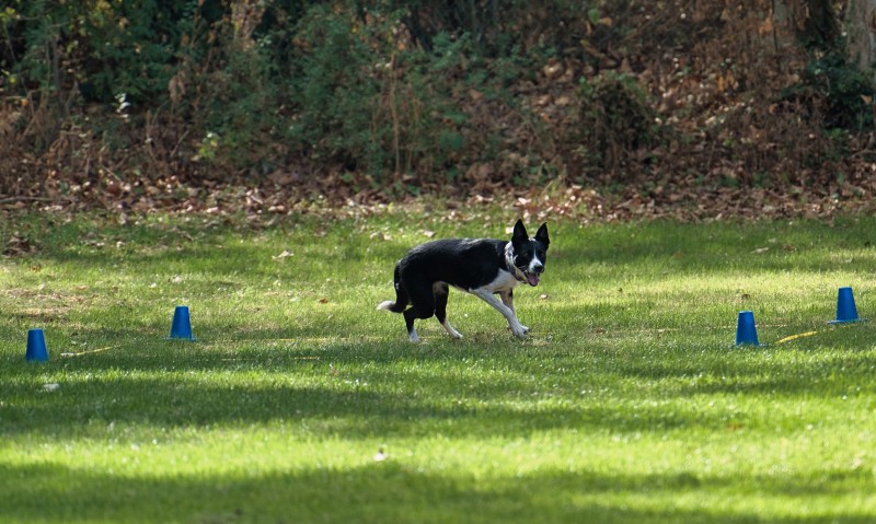 2026-09-05 Obedience Kreismeisterschaft 10