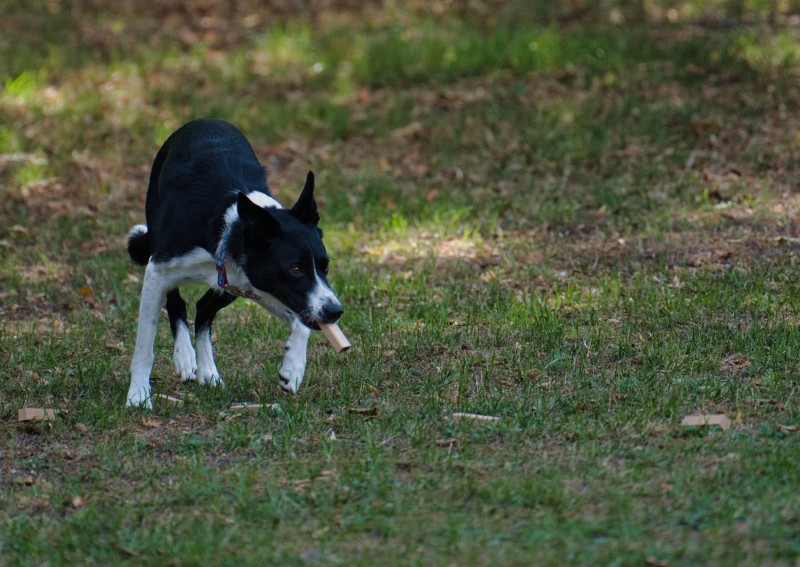 2026-09-05 Obedience Kreismeisterschaft 13