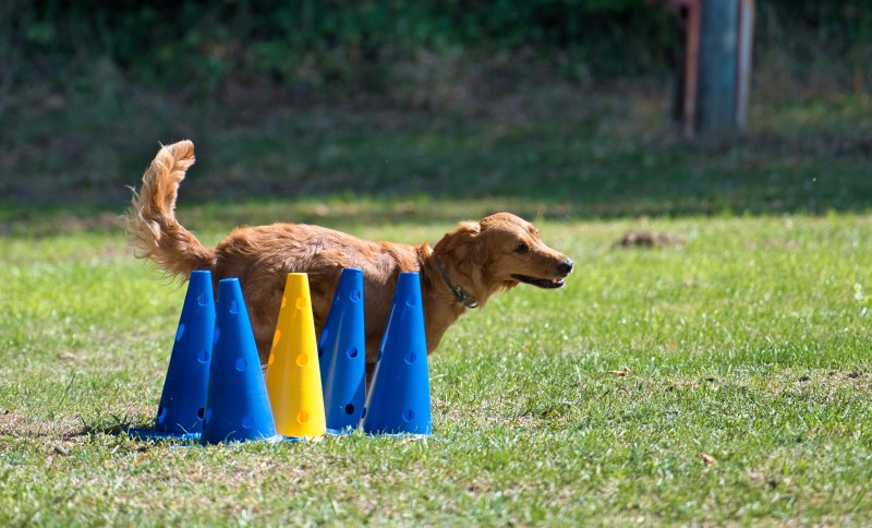 2026-09-05 Obedience Kreismeisterschaft 15