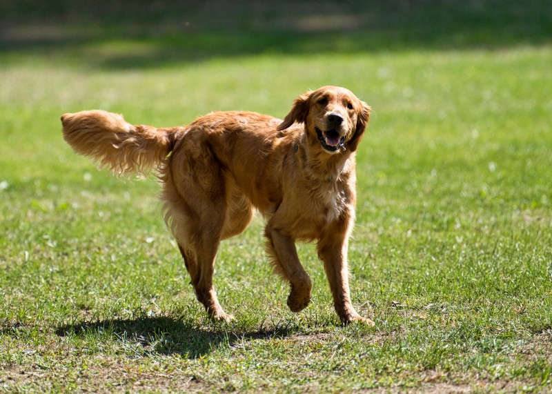 2026-09-05 Obedience Kreismeisterschaft 16