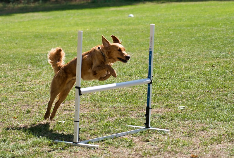 2026-09-05 Obedience Kreismeisterschaft 17