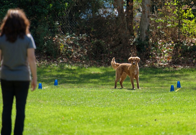 2026-09-05 Obedience Kreismeisterschaft 19