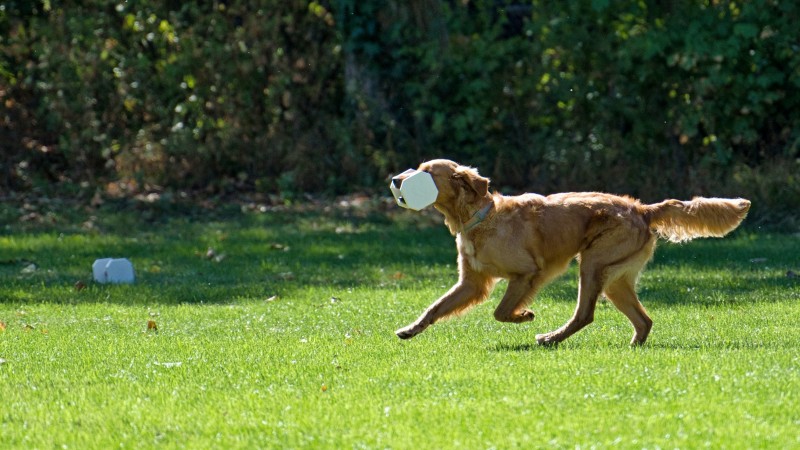 2026-09-05 Obedience Kreismeisterschaft 21
