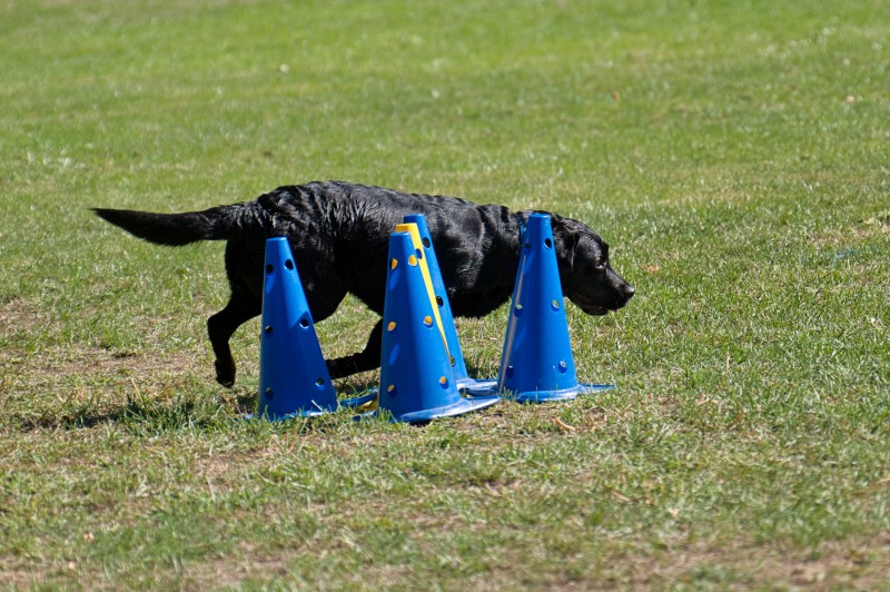 2026-09-05 Obedience Kreismeisterschaft 22