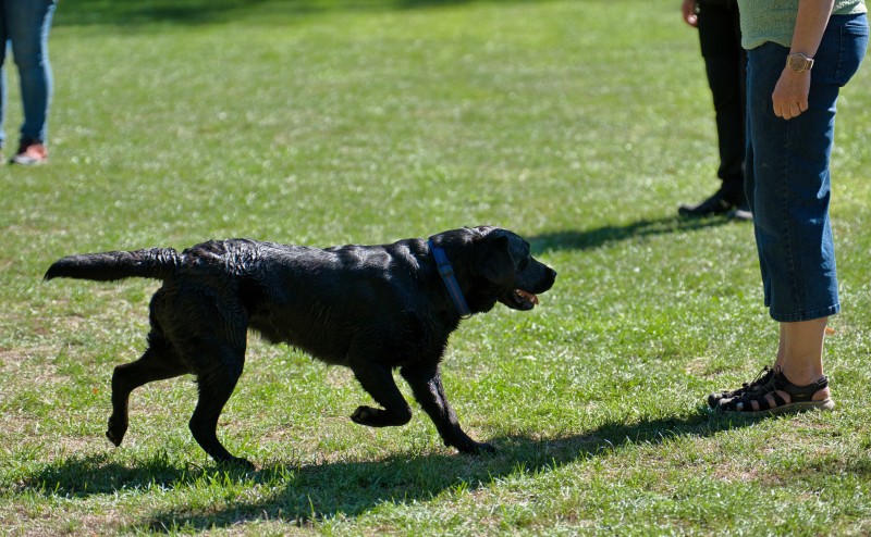 2026-09-05 Obedience Kreismeisterschaft 23
