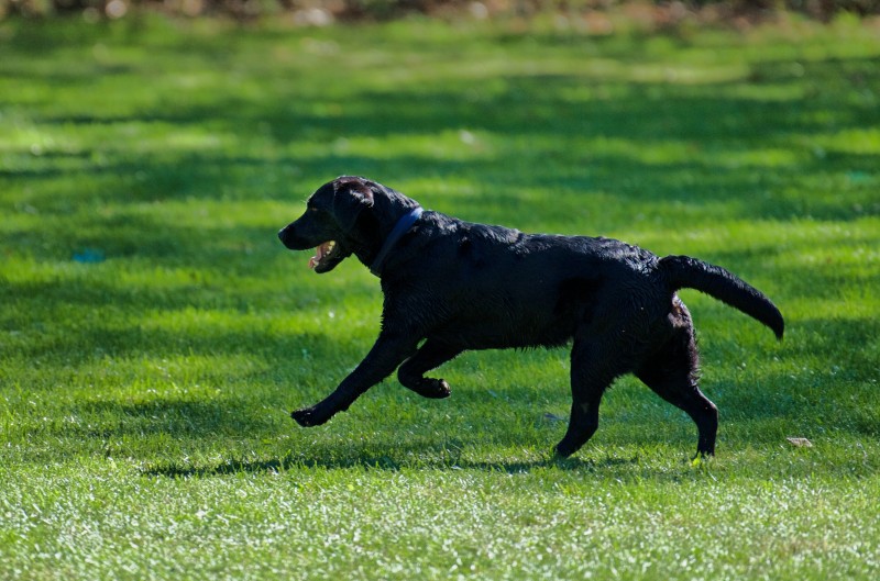 2026-09-05 Obedience Kreismeisterschaft 25
