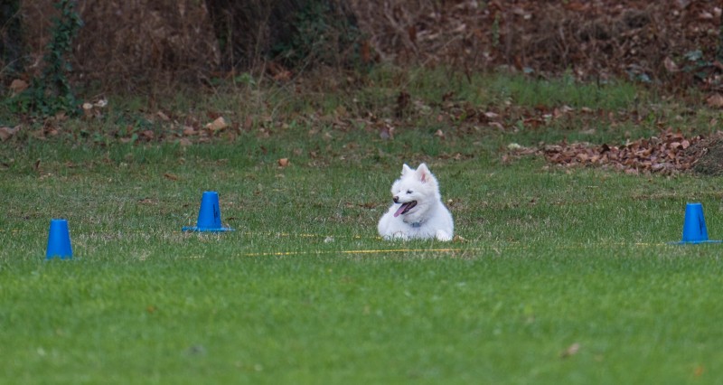 2026-09-05 Obedience Kreismeisterschaft 28