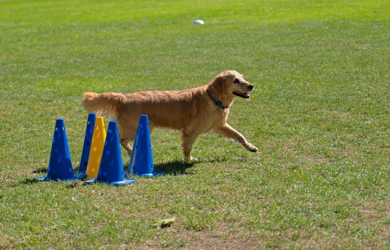 2026-09-05 Obedience Kreismeisterschaft 32