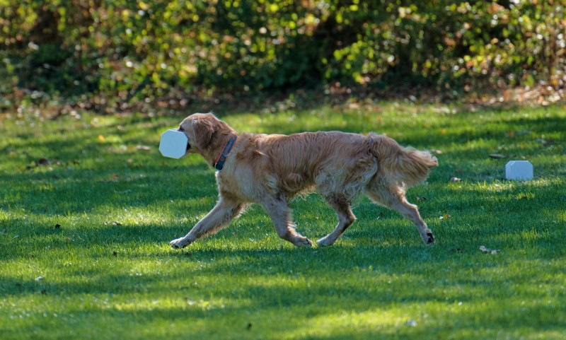 2026-09-05 Obedience Kreismeisterschaft 37