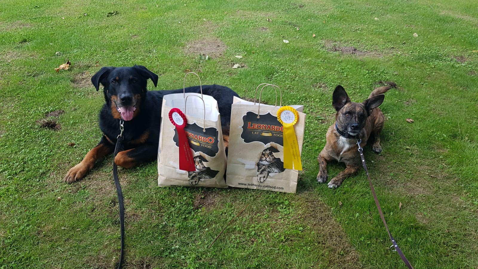 2024-08-25 Rally Obedience 2