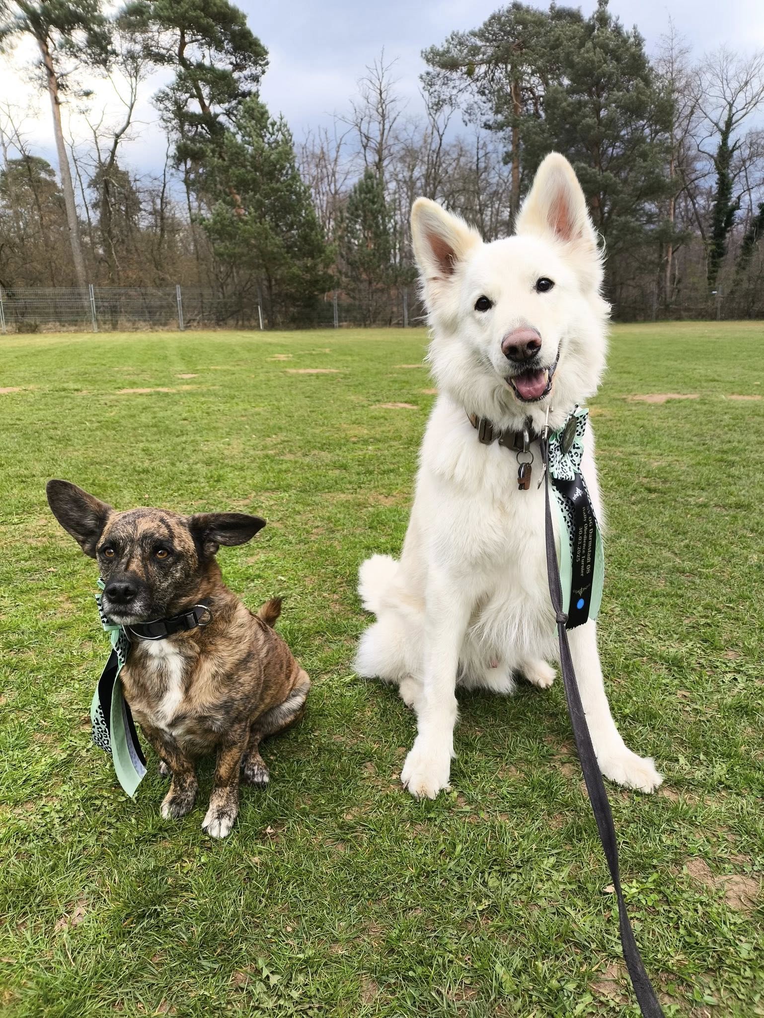 2025-03-30 Rally Obedience 2
